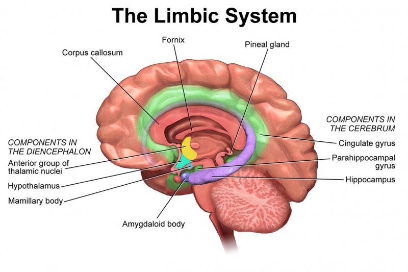 Anatomie van het limbische systeem