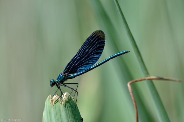 Vlinder of toch ... libelle?