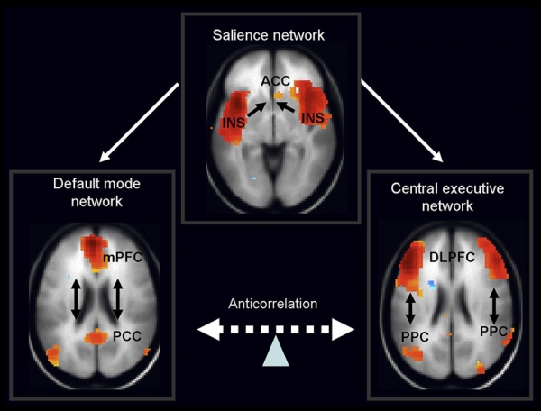 schakeling tussen de drie neurale netwerken betrokken bij aandacht en mind wandering