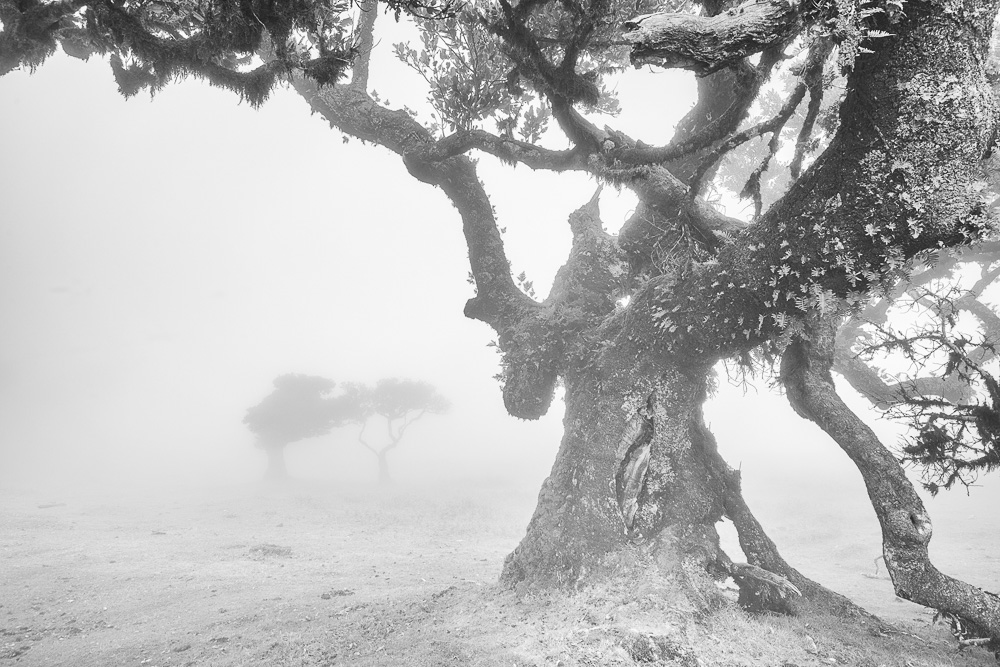 de queeste - als de mist optrekt