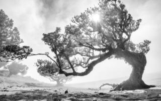 hoe soms de mist, het trauma, je het zicht op de innigheid doet verliezen