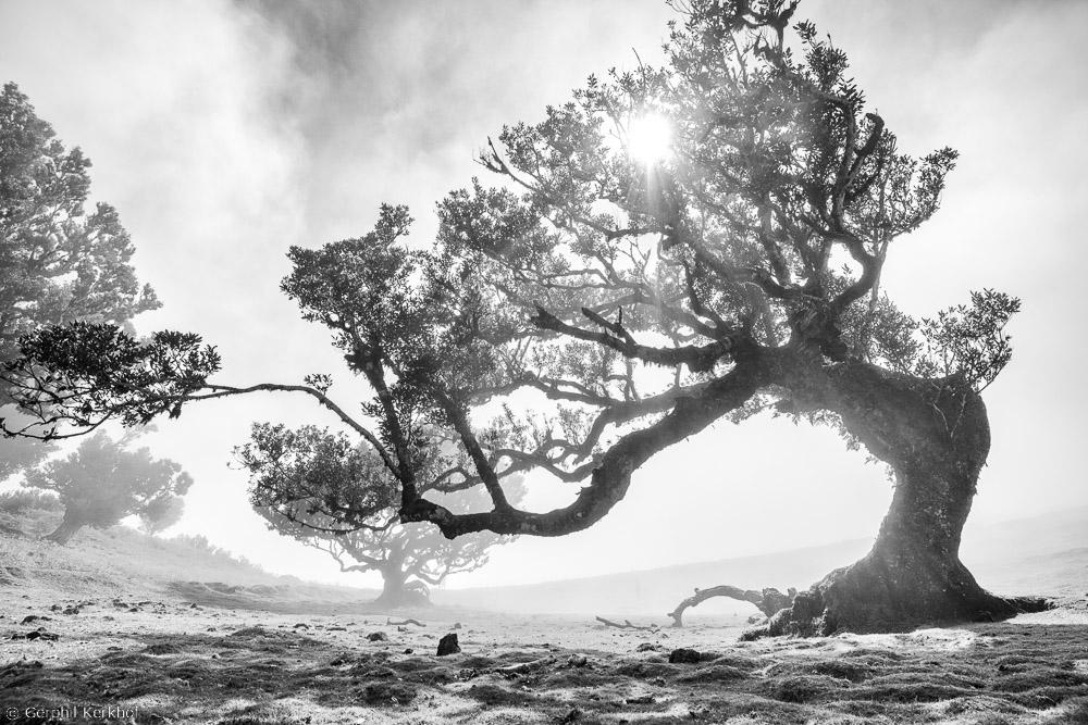 hoe soms de mist, het trauma, je het zicht op de innigheid doet verliezen