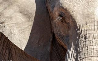 Olifant op leeftijd - zinnebeeld van de gouden jaren, gerespecteerde senioriteit