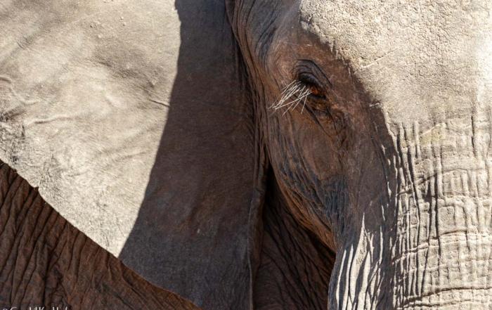 Olifant op leeftijd - zinnebeeld van de gouden jaren, gerespecteerde senioriteit