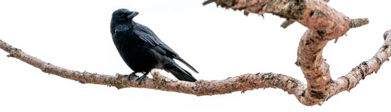 onrust vogel - zwarte kraai