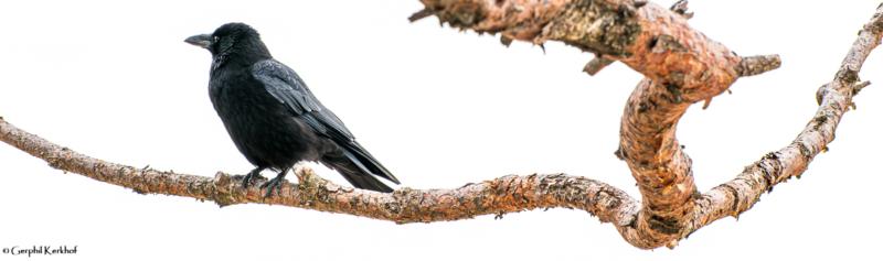 onrust vogel - zwarte kraai