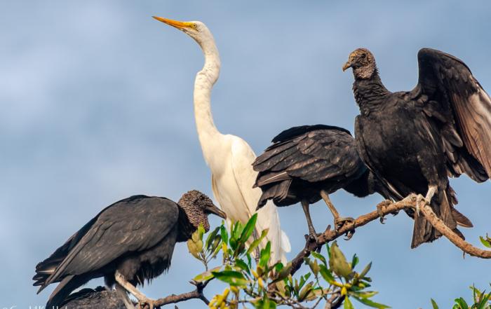 witte reiger met twee vogels, zwarte gieren, van onrust
