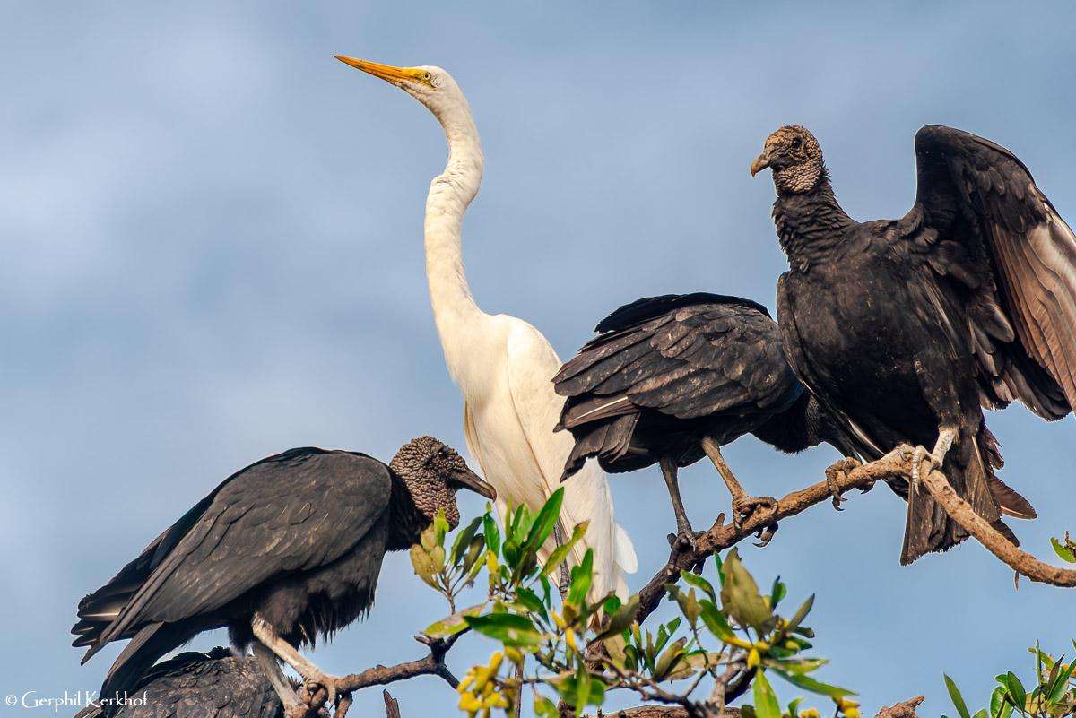 witte reiger met twee vogels, zwarte gieren, van onrust